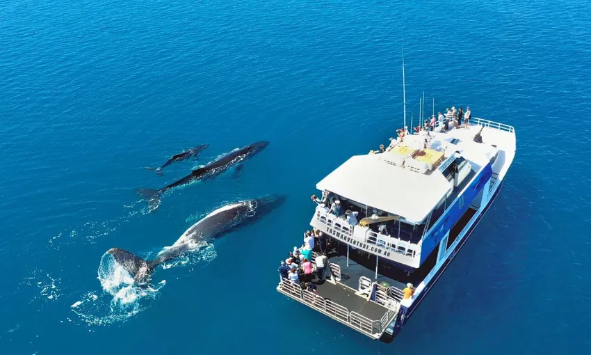 Hervey Bay 4 Hour Whale Watching Tour | Experience Oz