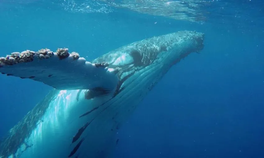 Hervey Bay 4 Hour Whale Watching Tour | Experience Oz