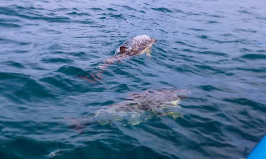 Newcastle Coastal Adventure Tour - 2.5 Hours | Experience Oz