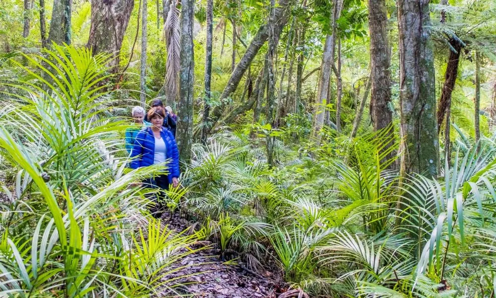 Waiheke Island Bush and Beach Walk | Experience Oz -1