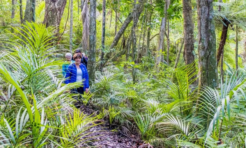 Waiheke Island Bush and Beach Walk | Experience Oz 