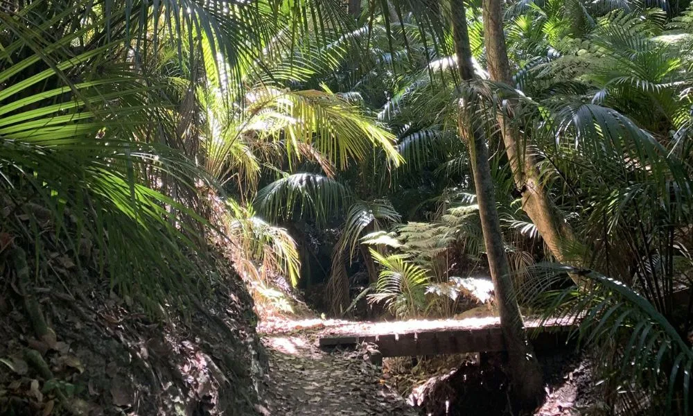 Waiheke Island Bush and Beach Walk | Experience Oz -2