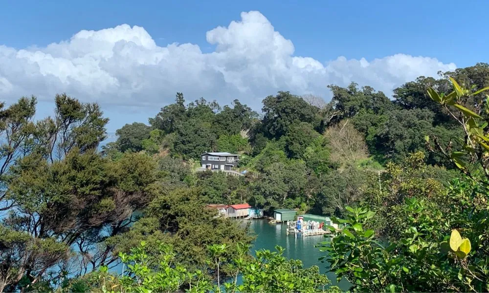 Waiheke Island Bush and Beach Walk | Experience Oz -3