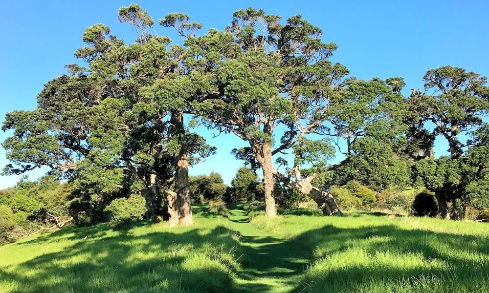 Waiheke Island Bush and Beach Walk | Experience Oz -4