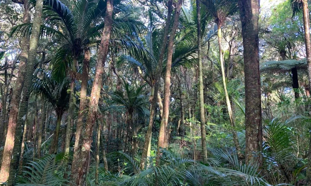 Waiheke Island Bush and Beach Walk | Experience Oz -5