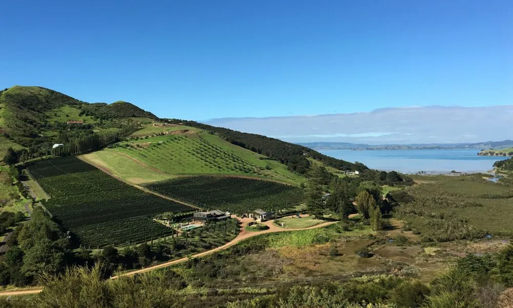 Waiheke Island Vineyards and Bush Walk | Experience Oz + NZ-2