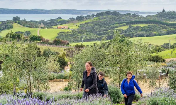 Waiheke Island Vineyards and Bush Walk - Half Day