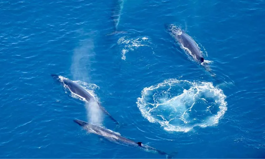 Whale Watching Heli-Flight - Book Now | Experience Oz