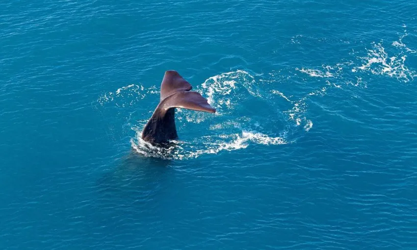 Whale Watching Heli-Flight - Book Now | Experience Oz