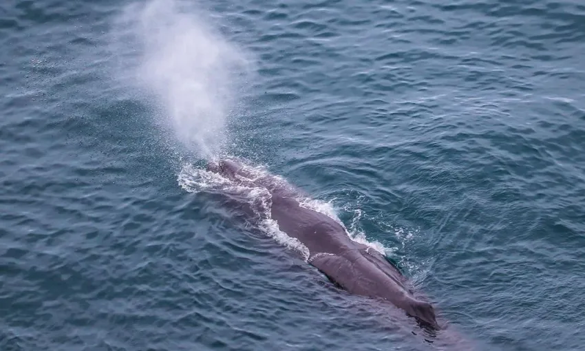 Whale Watching Heli-Flight - Book Now | Experience Oz
