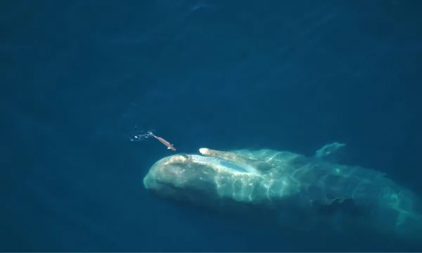Whale Watching Heli-Flight - 40 Minutes