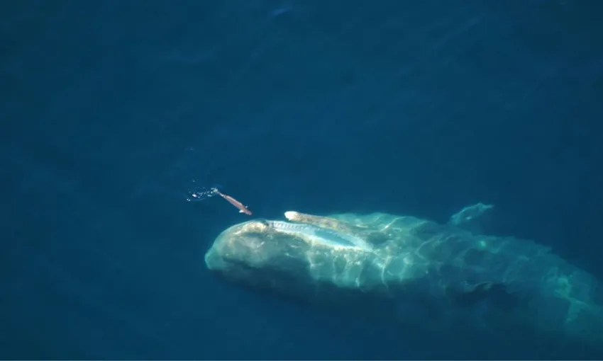Whale Watching Heli-Flight - Book Now | Experience Oz