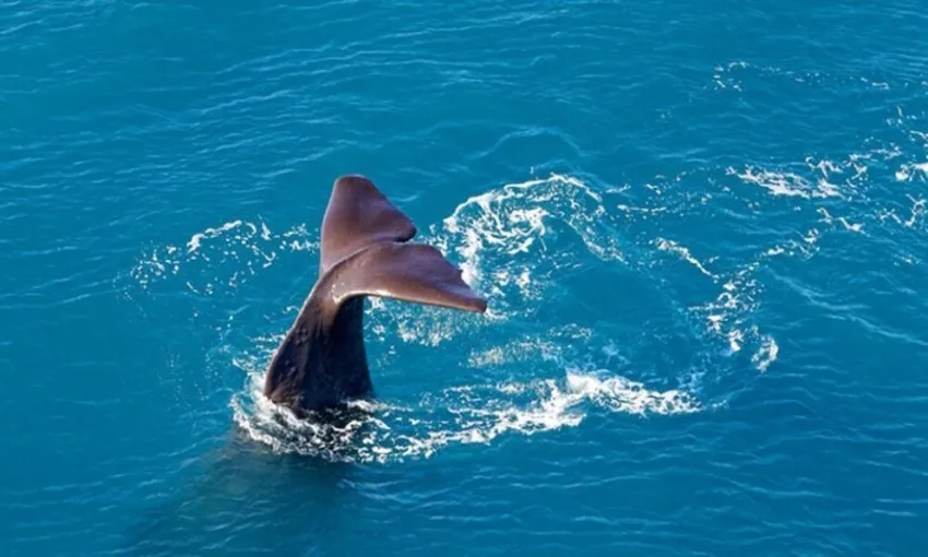 Top n Tail Whale Watch - Book Now | Experience Oz