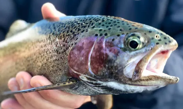 Queenstown Fishing Charter - 3 Hours