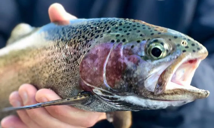 3 Hour Queenstown Fishing Charter - Book Now | Experience Oz