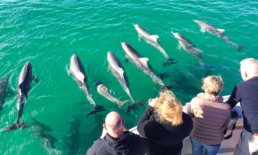 Kangaroo Island Dolphin Safari Cruise - Book Now | Experience Oz
