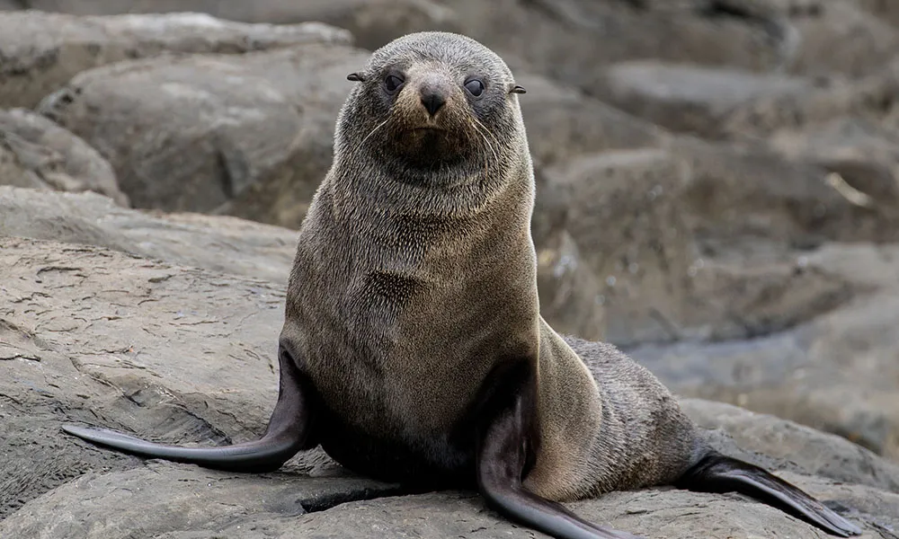Kangaroo Island Dolphin Safari Cruise - Book Now | Experience Oz-3