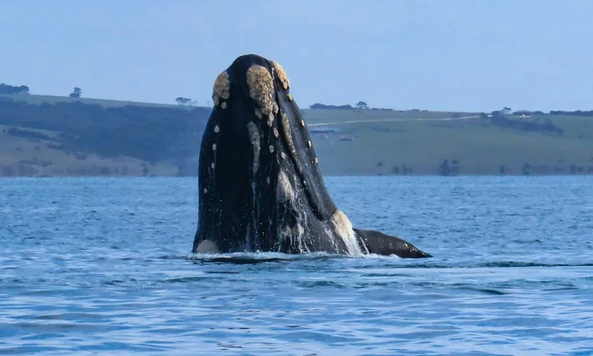 Kangaroo Island Dolphin Safari Cruise - Book Now | Experience Oz