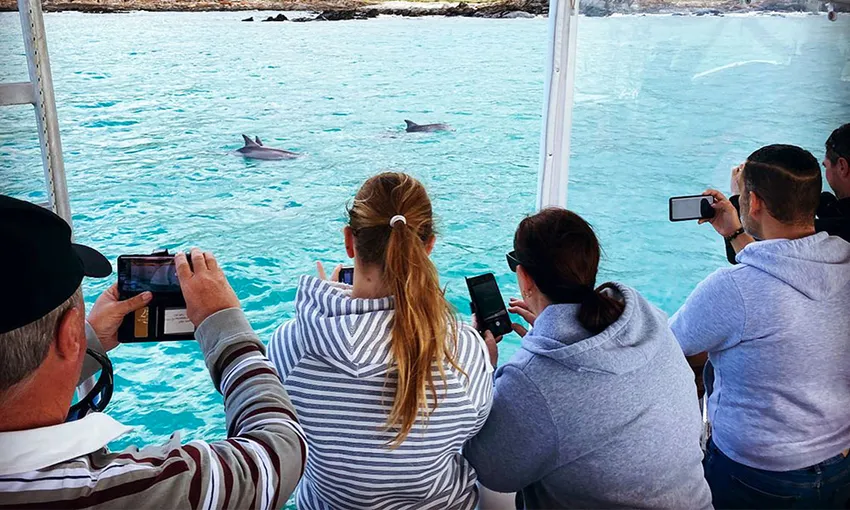 Kangaroo Island Dolphin Safari Cruise - Book Now | Experience Oz