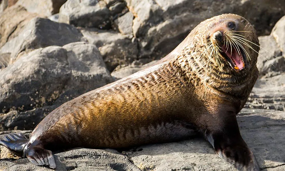 Kangaroo Island Dolphin Safari Cruise - Book Now | Experience Oz-6