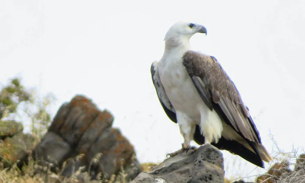 Kangaroo Island Dolphin Safari Cruise - Book Now | Experience Oz-7