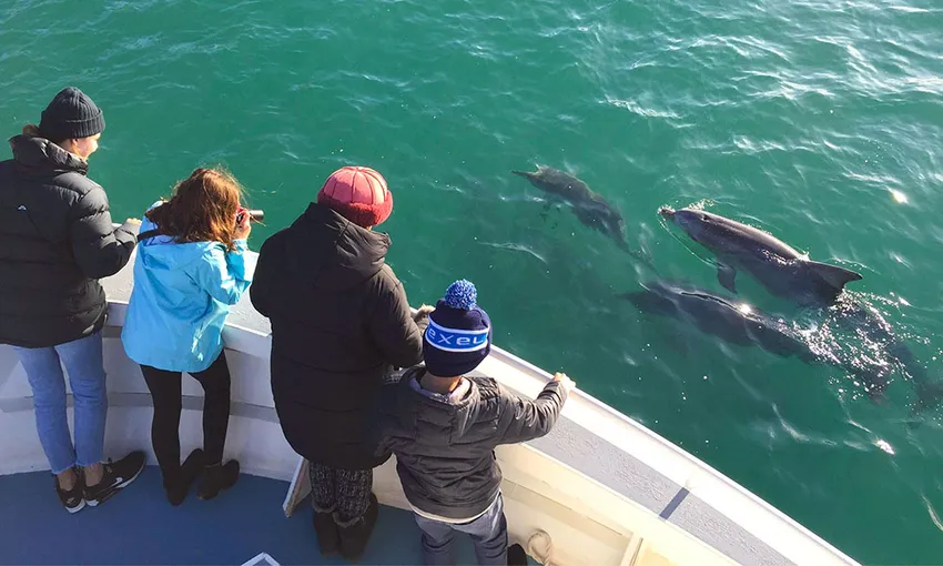 Kangaroo Island Dolphin Safari Cruise - Book Now | Experience Oz