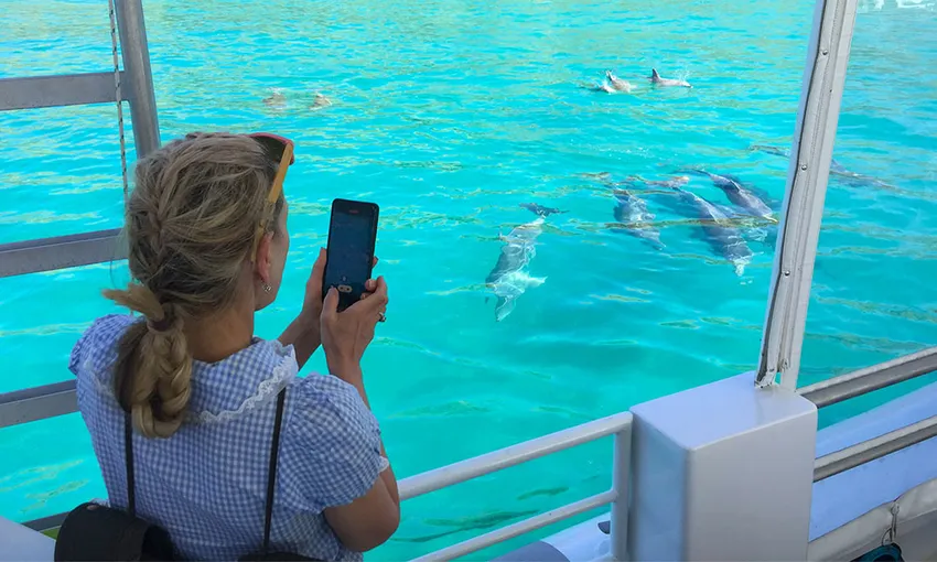 Kangaroo Island Dolphin Safari Cruise - Book Now | Experience Oz