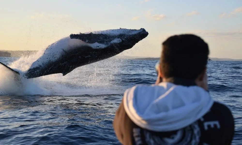 Sydney Whale Watching Speed Boat Tour - Book Now | Experience Oz-1