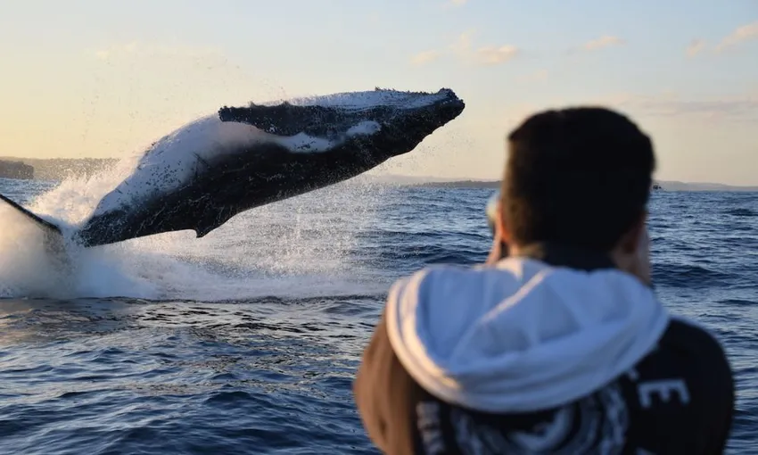 Sydney Whale Watching Speed Boat Tour - Book Now | Experience Oz