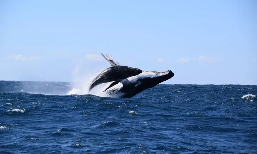 Sydney Whale Watching Speed Boat Tour - Book Now | Experience Oz