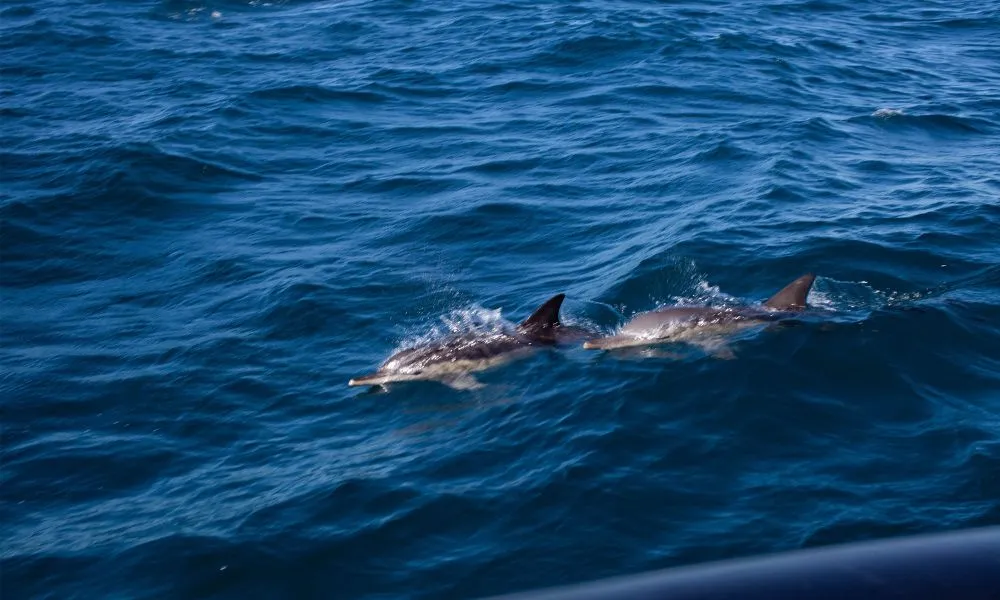 Sydney Whale Watching Speed Boat Tour - Book Now | Experience Oz-3