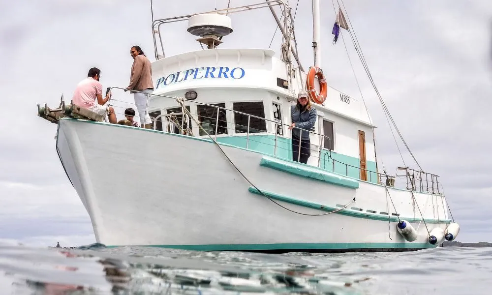 Dolphin & Seal Sightseeing Cruise - Book Now | Experience Oz-3