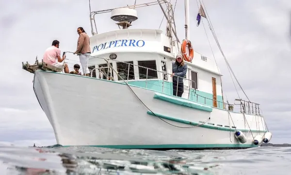 Dolphin & Seal Sightseeing Cruise
