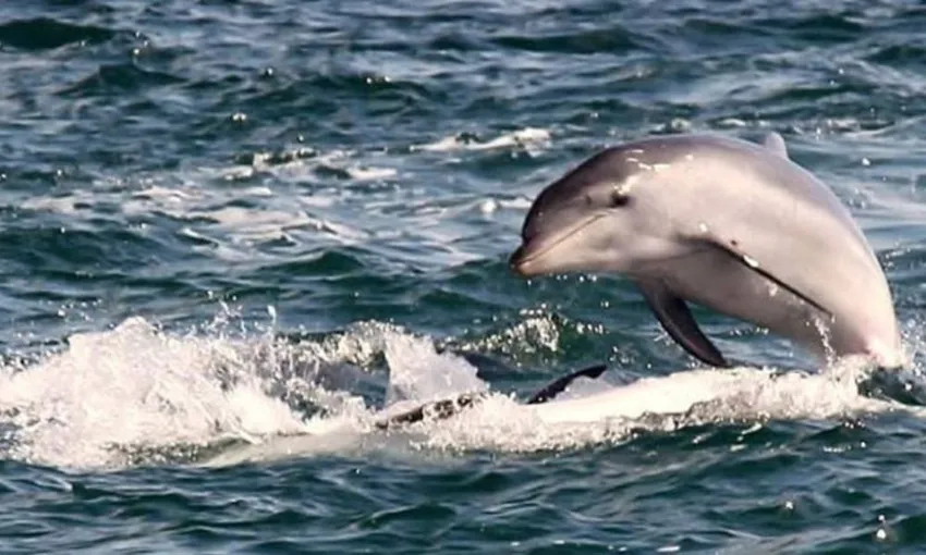 Dolphin & Seal Sightseeing Cruise - Book Now | Experience Oz