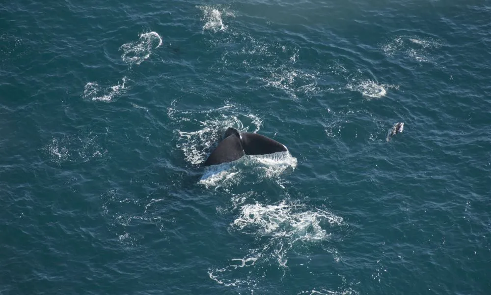 Helicopter Coastal Whale Watch 50 Minutes -4