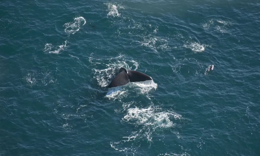 Helicopter Coastal Whale Watch 50 Minutes