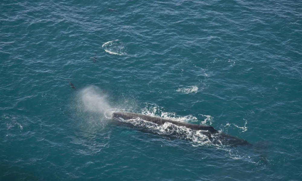Helicopter Coastal Whale Watch 50 Minutes -5