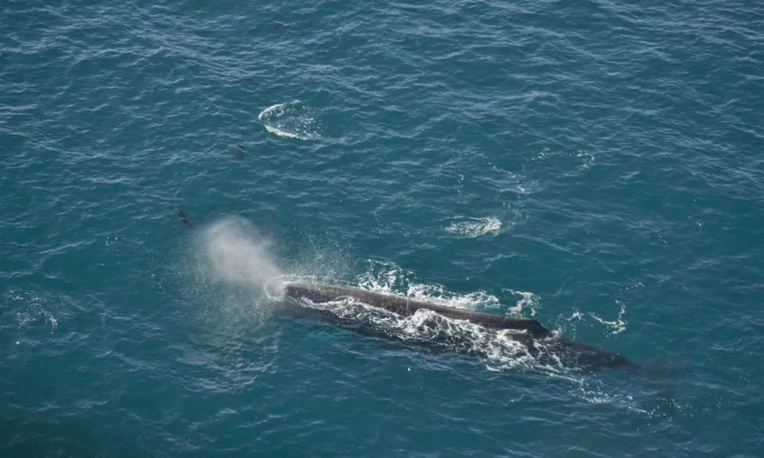 Helicopter Coastal Whale Watch 50 Minutes