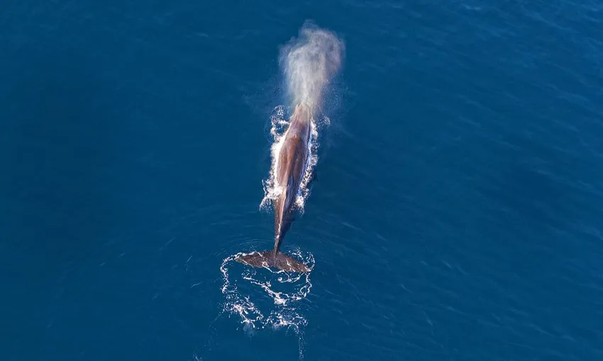 Helicopter Coastal Whale Watch 50 Minutes 