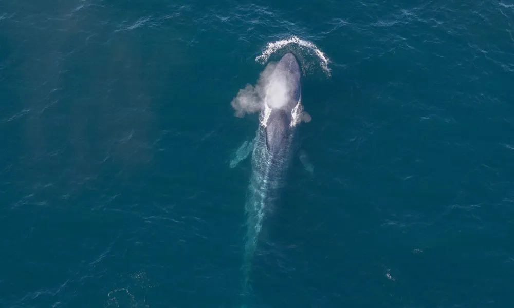 Helicopter Coastal Whale Watch 50 Minutes -7