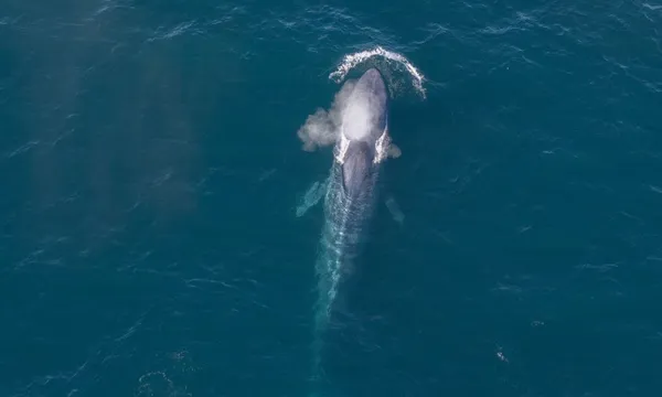 50 Minute Coastal Whale Watch