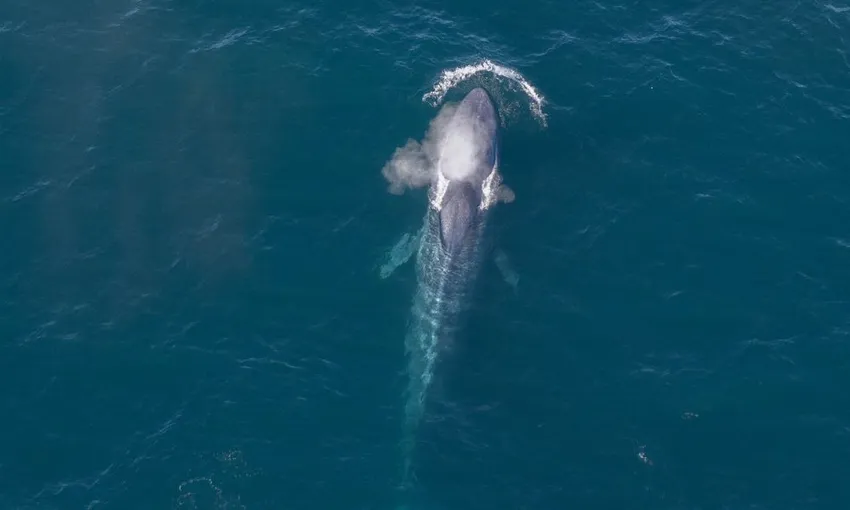 Helicopter Coastal Whale Watch 50 Minutes 