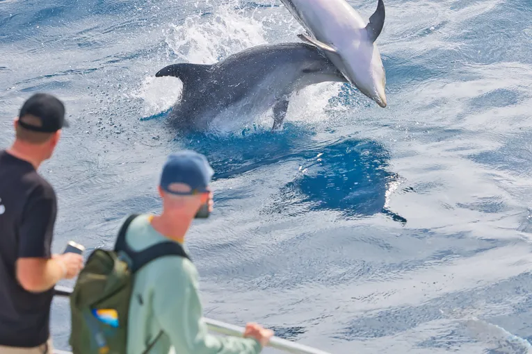 Discover the Bay Hole in the Rock Half Day Tour | Experience Oz
