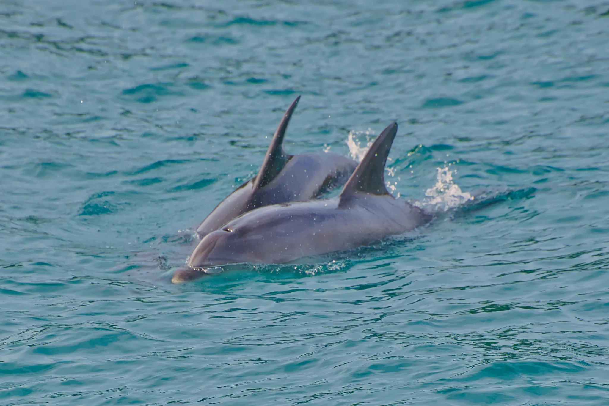 Discover the Bay Hole in the Rock Half Day Tour | Experience Oz-5