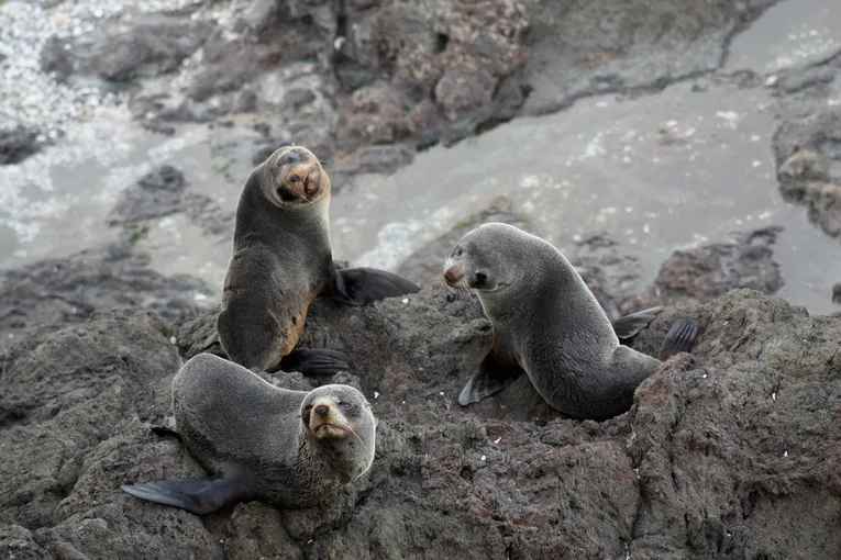 Discover the Bay Hole in the Rock Half Day Tour | Experience Oz