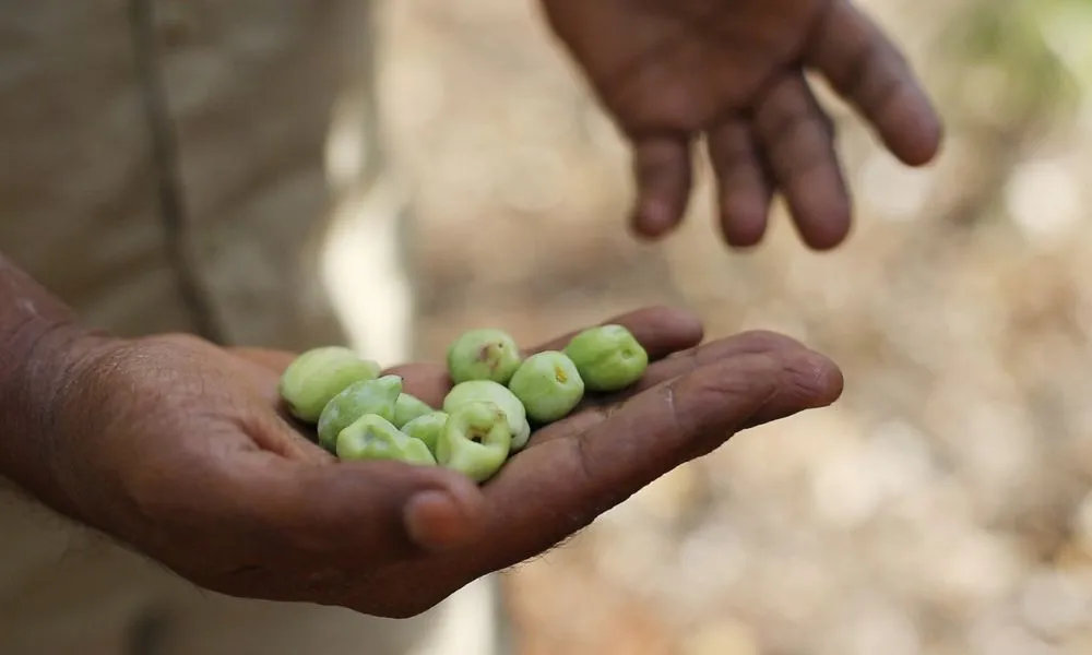 Rubibi Broome Cultural Tour - Book Now | Experience Oz-5
