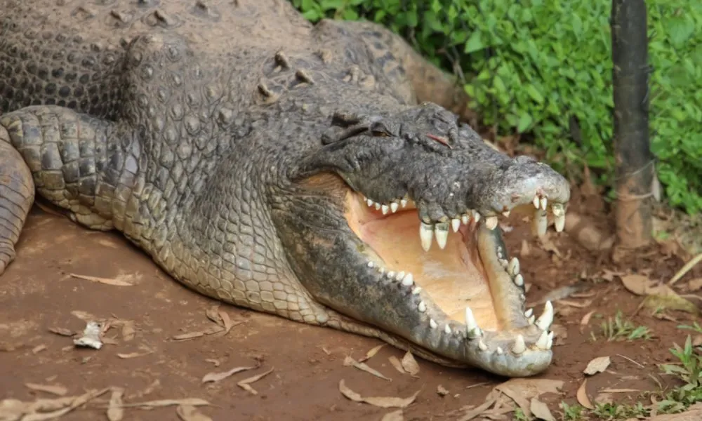 Classic Kuranda Day Tour from Cairns - Book Now | Experience OZ-4