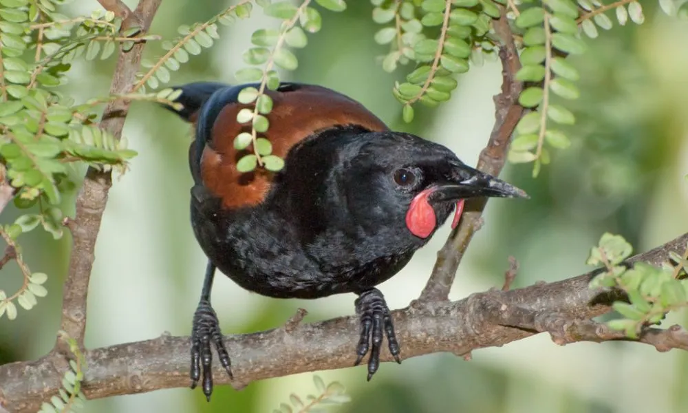 Full Day Tiritiri Matangi Island Ferry - Book Now | Experience Oz-6