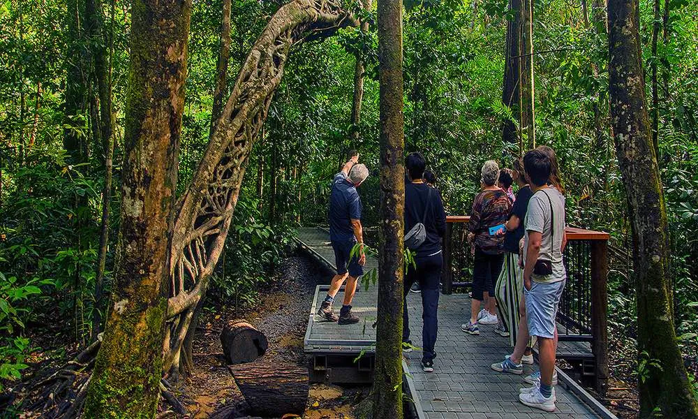 Daintree and Mossman Gorge Full Day Tour | Experience Oz -1