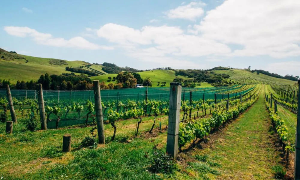 Waiheke Island Ferry Tickets | Experience Oz-1